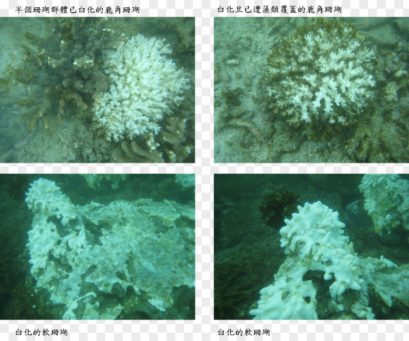 Ephedra Sinica Stapf Scleractinia Coral Reef Marine Biology Bleaching PNG