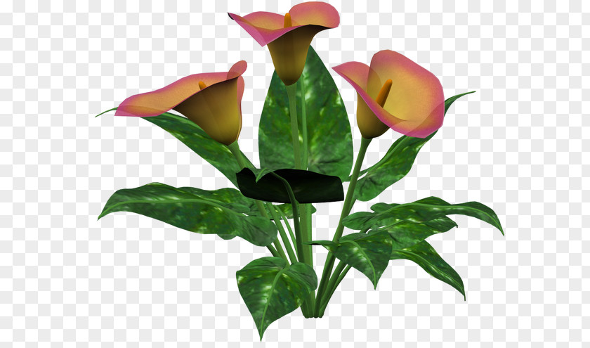 Flower Floral Design Cut Flowers Plant Stem Bud PNG