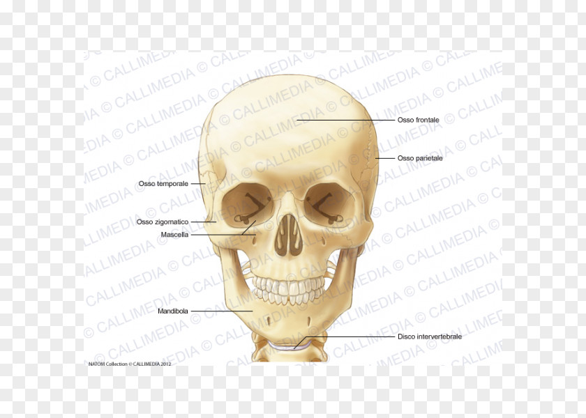 Head And Neck Anatomy Human Skeleton Infraorbital Foramen Bone PNG