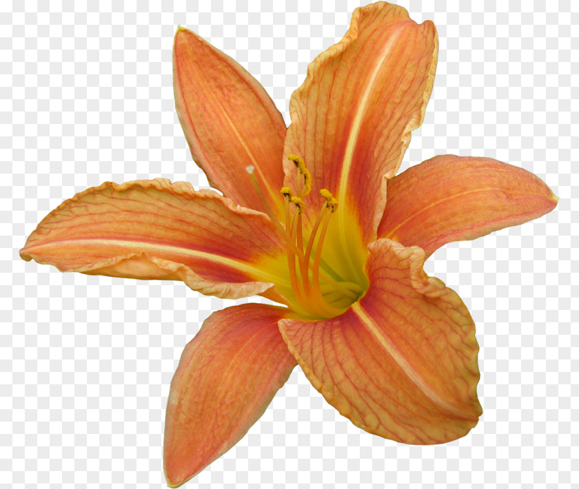 Lilium Bulbiferum Bach Flower Remedies Aromatherapy Amaryllis Belladonna PNG