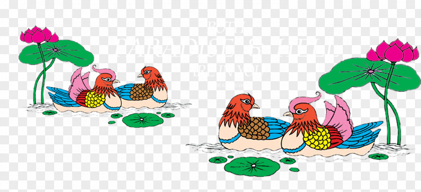 Mandarin Duck On The Water Clip Art PNG