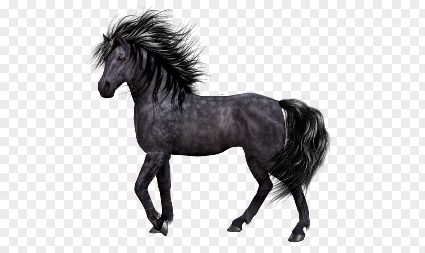 Mustang Pony Mane Stallion PNG