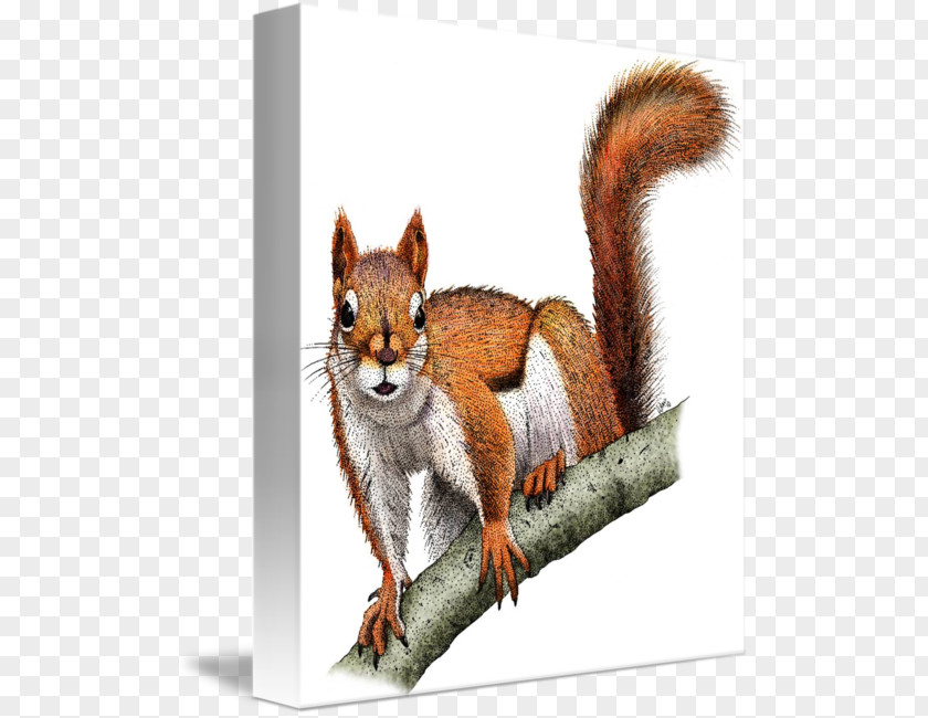 Squirrel Chipmunk Red Fox American PNG