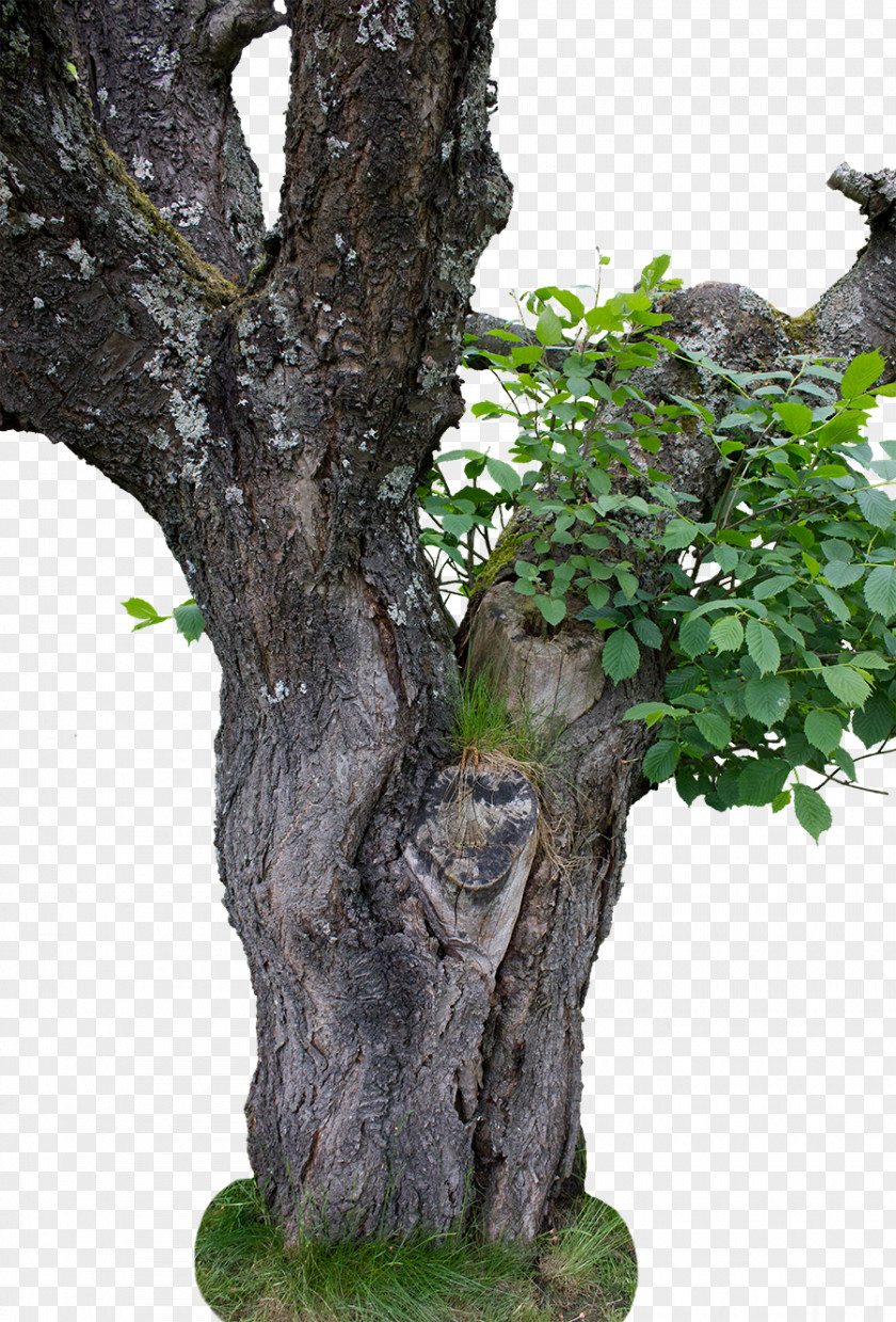 Trees Tree Stock DeviantArt PNG