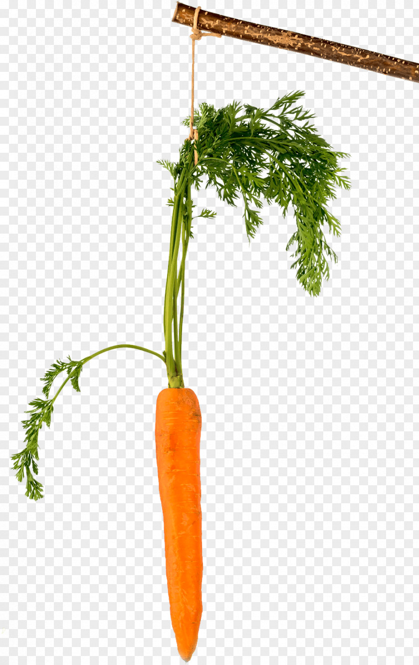 Fototapeta Carrot Stick Figure Climbing PNG