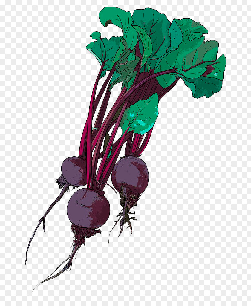 Hand-painted Purple Beetroot Chard Drawing Illustration PNG