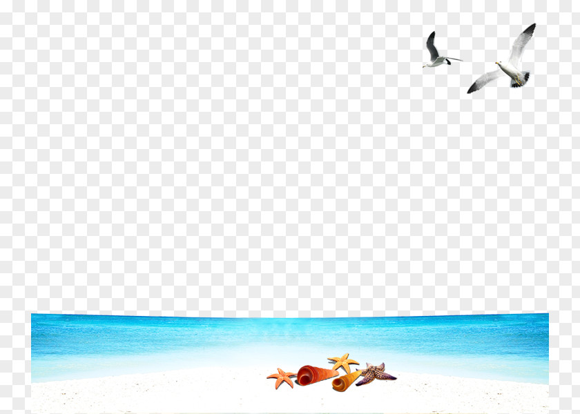 Seagull Beach Free Buckle Material Wallpaper PNG