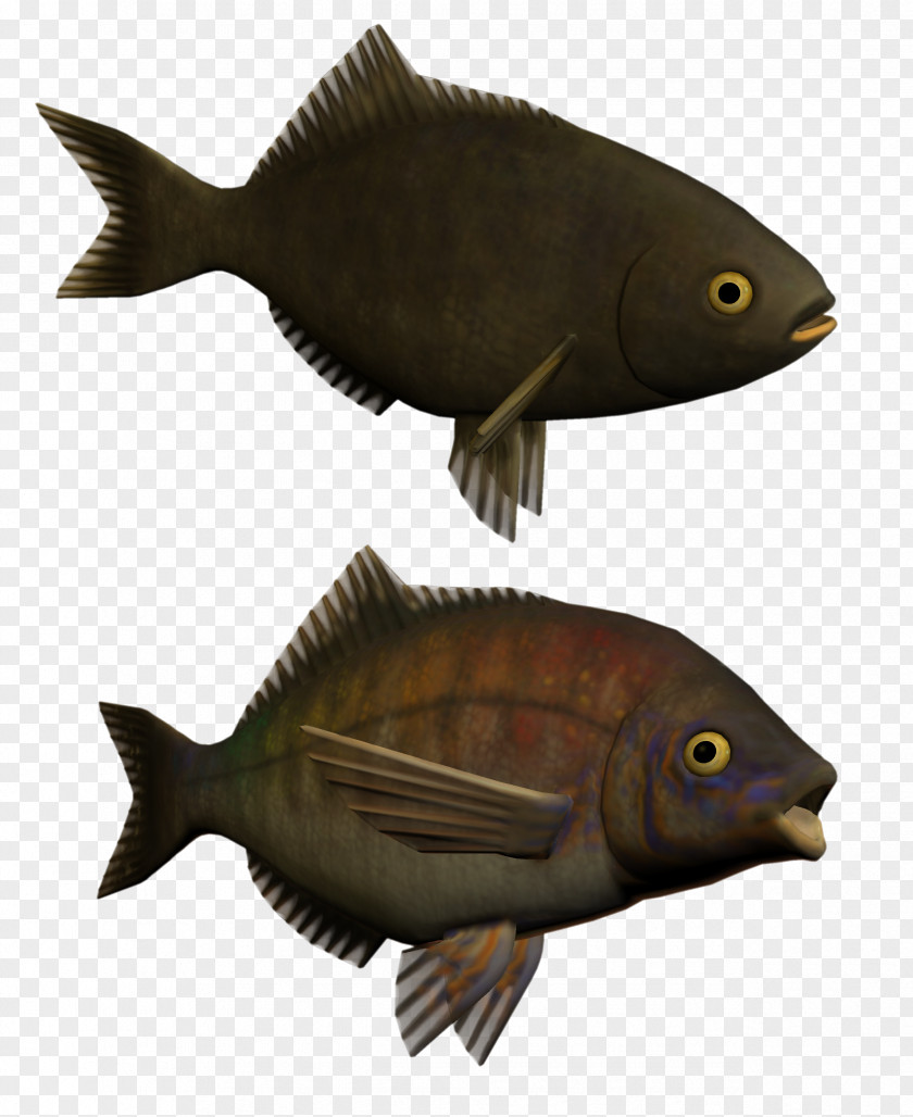 Bony Fishes Shark Kipper Drawing PNG