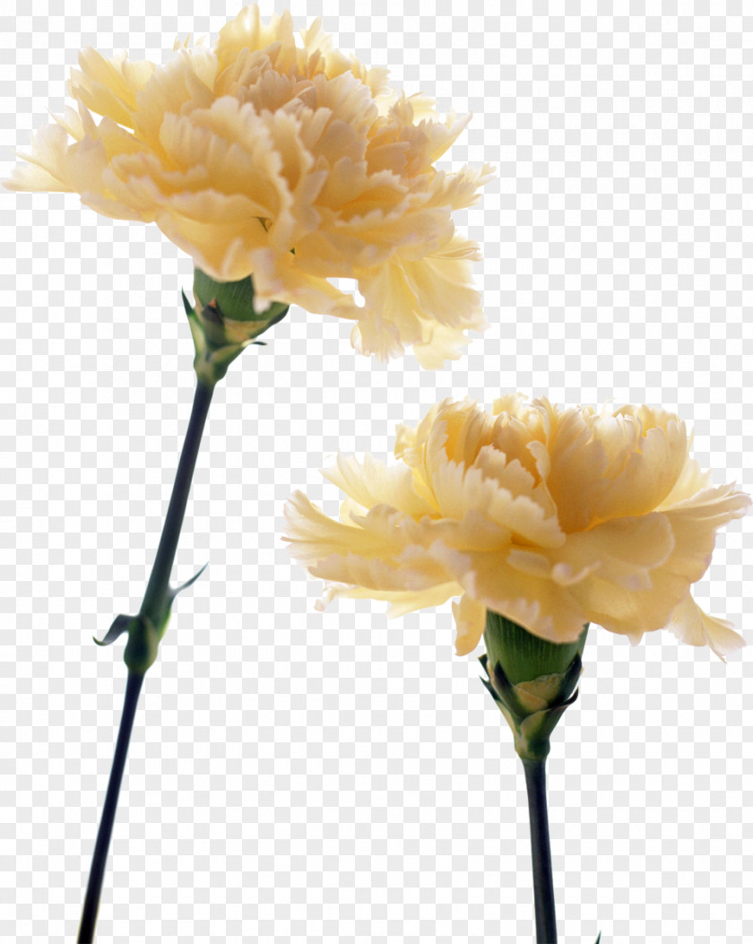 CARNATION Carnation Birth Flower Yellow Bouquet PNG