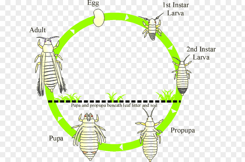 Dragonfly Life Cycle Thrips Insect Biological Biology Thripidae PNG