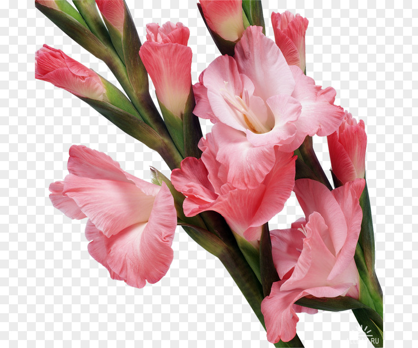 Gladiolus Royalty-free YouTube Clip Art PNG