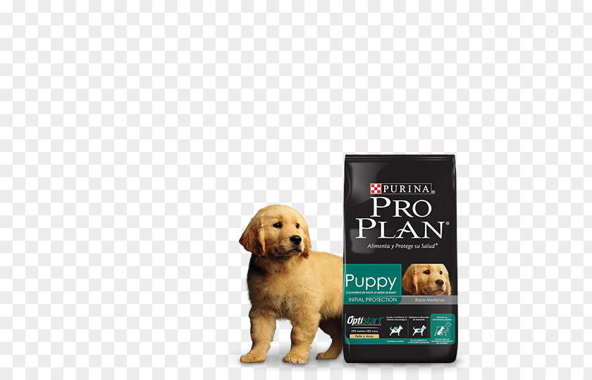 Golden Retriever Puppy Dog Breed Nestlé Purina PetCare Company Companion PNG