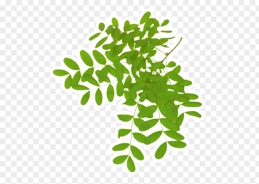 Leaf Acacia Dealbata Gum Arabic Tree Plant PNG