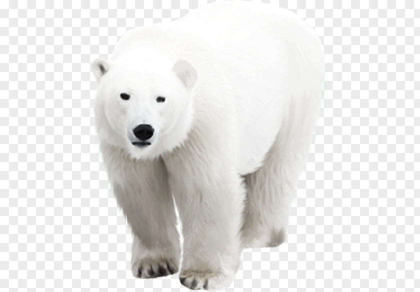 Polar Bear Arctic PNG