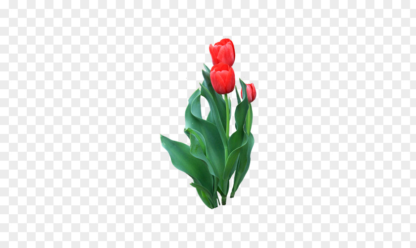 Red Tulips Tulip Flower Icon PNG