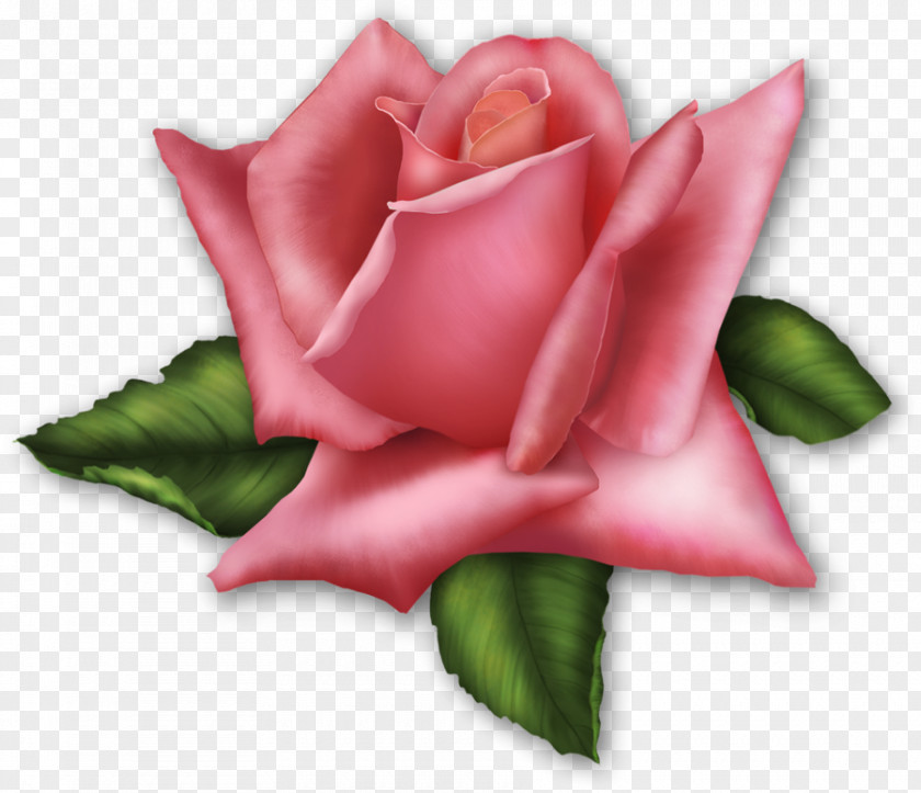 Rose Download Clip Art PNG