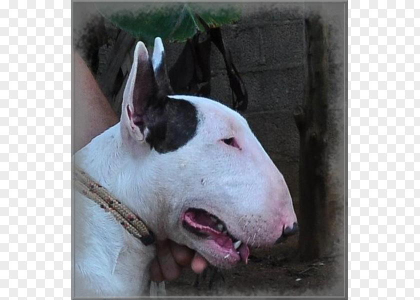 Shougu Bull Terrier (Miniature) American Pit And Old English PNG