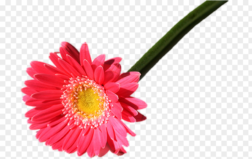 Transvaal Daisy Fototapet Internet Chrysanthemum Cut Flowers PNG