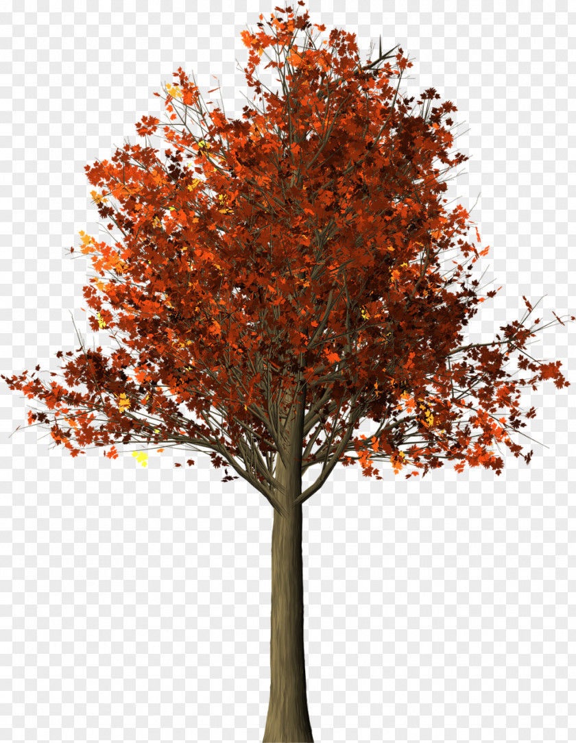 Tree Maple Twig PNG
