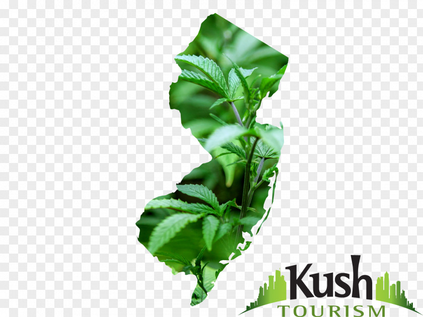 Cannabis New Jersey Medical Legality Of High Times PNG