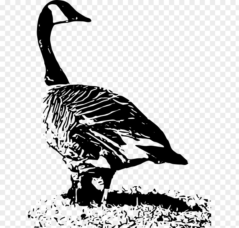 Duck Canada Goose Clip Art PNG