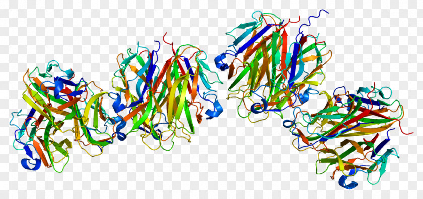 Ectodysplasin A Receptor Transmembrane Protein Tumor Necrosis Factor Superfamily PNG