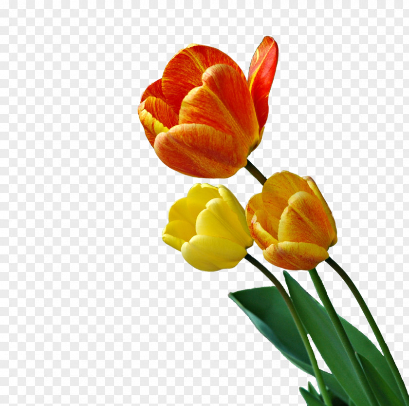 Magnet Tulip Flower Animation Photography PNG