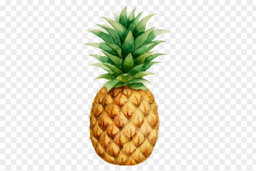 Pineapple Stock Photography Vector Graphics Drawing Tropical Fruit PNG