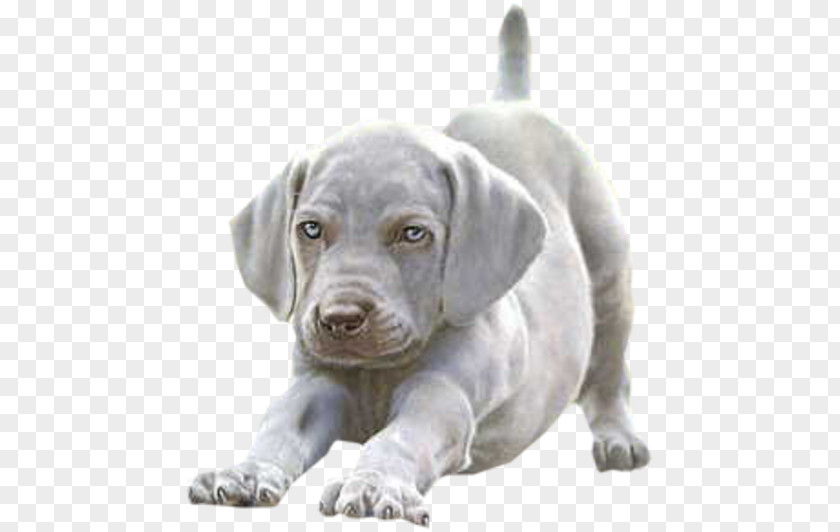 Puppy Weimaraner Rhodesian Ridgeback Borzoi Pit Bull PNG