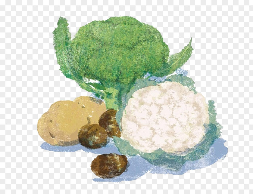 Cartoon Cauliflower Vegetables Vegetable Broccoli Food Illustration PNG