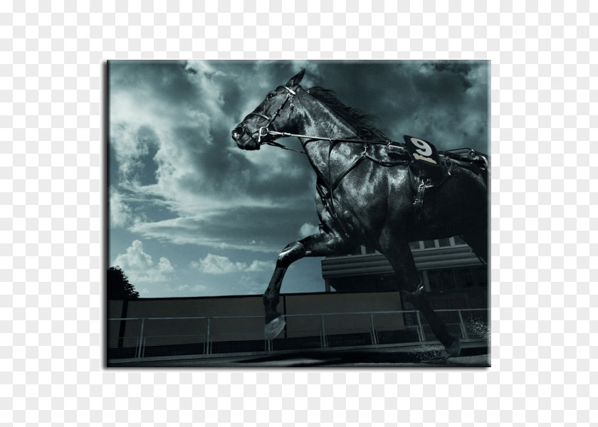 Friesian Horse Desktop Wallpaper Arabian Black Equestrian PNG