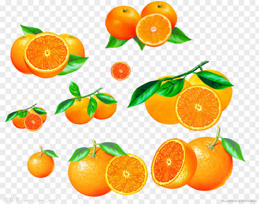 Orange Cartoon Mandarin Fruit Bergamot PNG