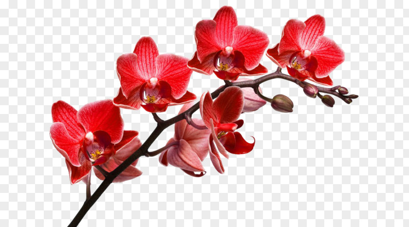 Orchids Desktop Wallpaper Stock Photography Depositphotos PNG