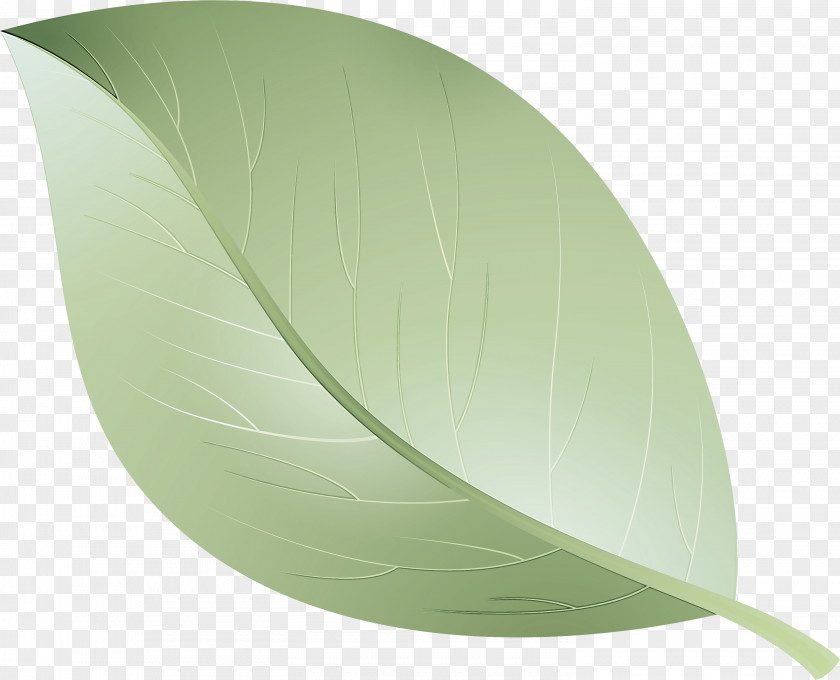 Oval Plant Leaf Green Table PNG