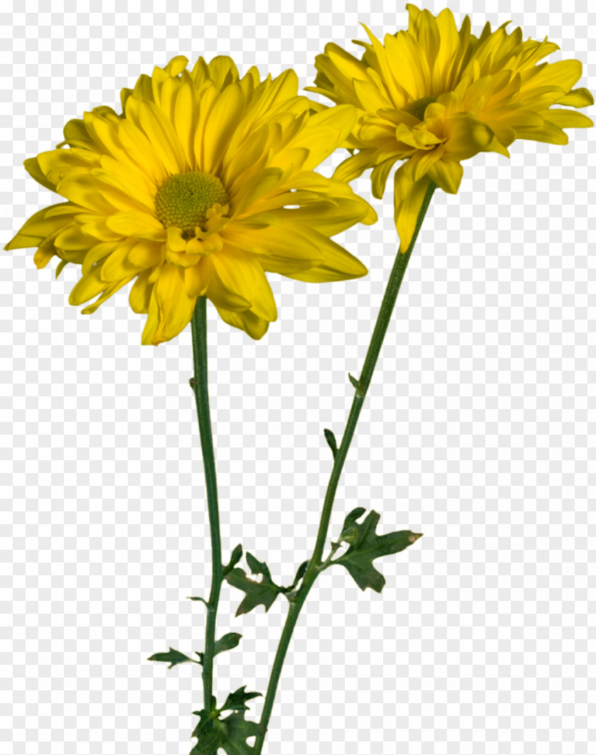 Spring Flowers Daisy Family Oxeye Glebionis Coronaria Cut PNG