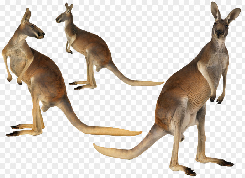 Australia Kangaroo Island Australian-English, English-Australian Red PNG