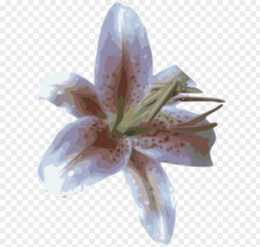 Design Lilium Clip Art PNG