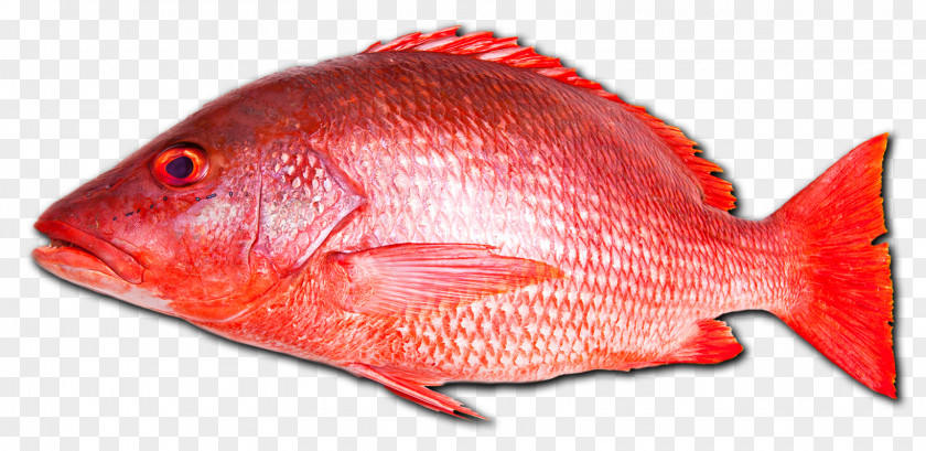 Fishing Northern Red Snapper Fish Seafood Vermilion PNG