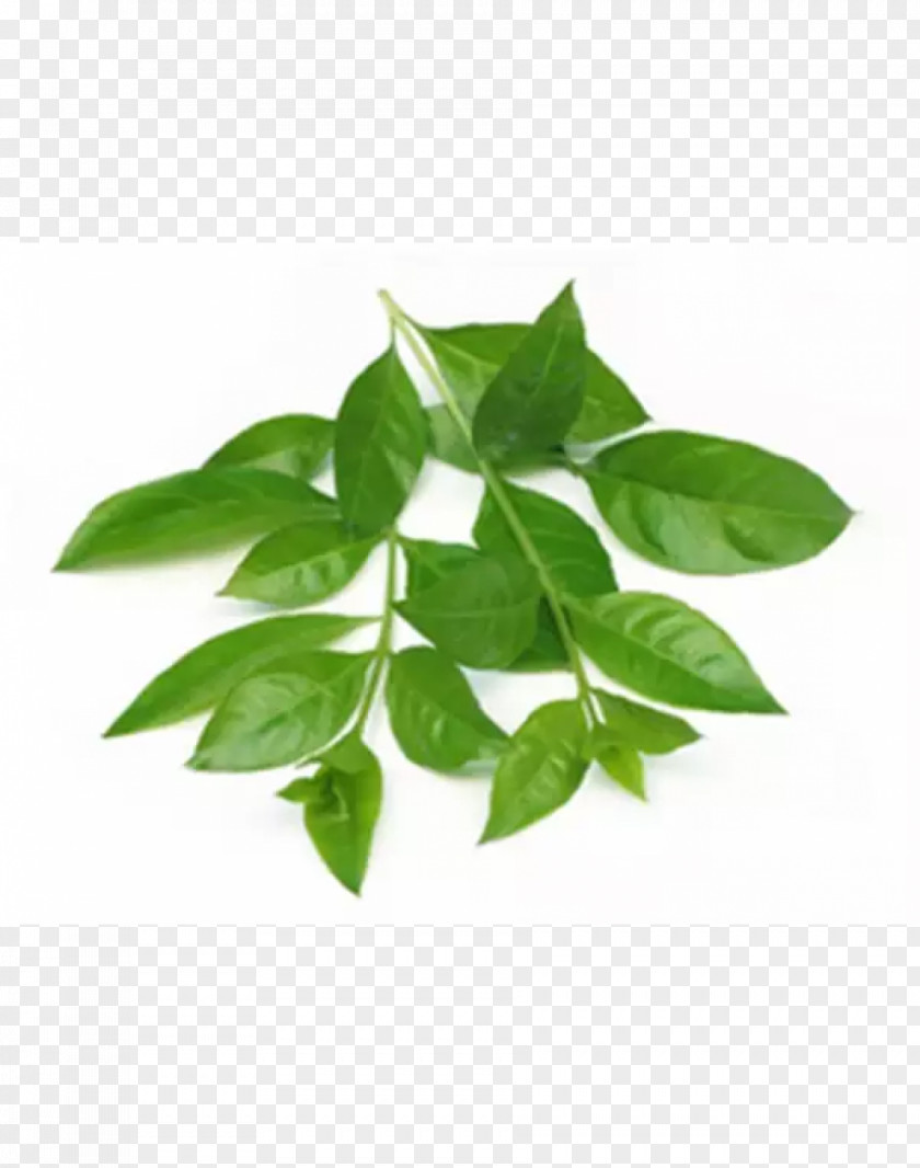 Leaf Henna Mehndi Sojat Abziehtattoo PNG
