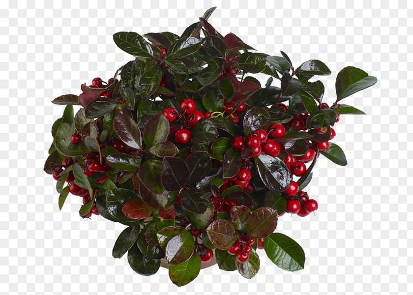 Lingonberry Cranberry PNG