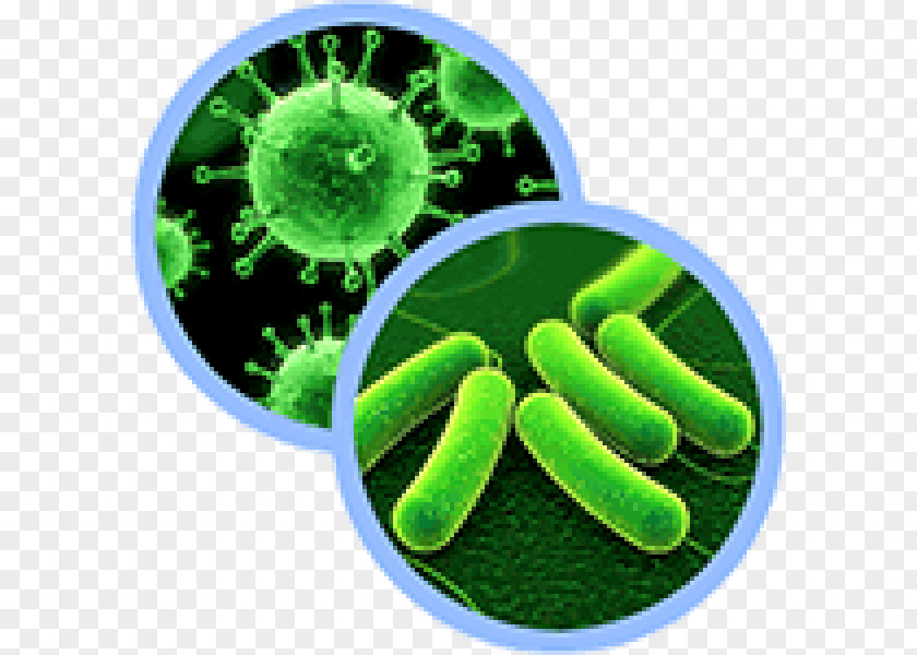 Bacteria Three-domain System Microorganism Probiotic PNG