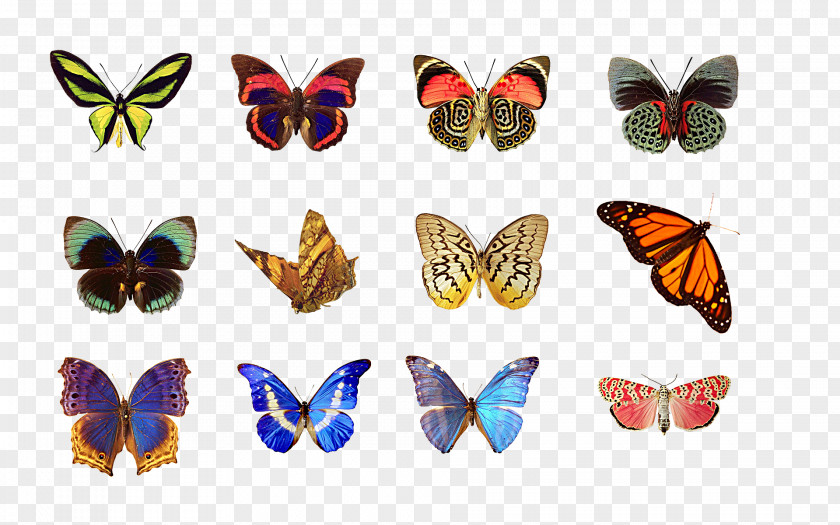 Butterfly Row SQL PNG