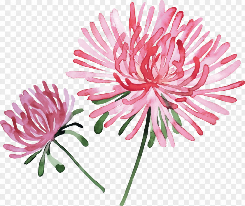 Hand-painted Pink Chrysanthemum Watercolor Painting Flower Stock Photography PNG