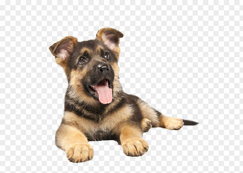 Puppy German Shepherd Dog Breed Dobermann Rottweiler PNG