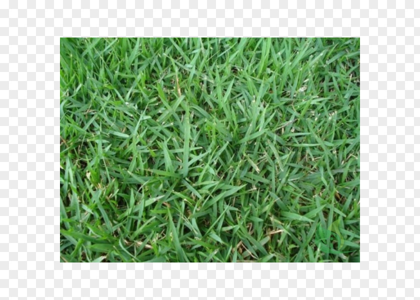 Scutch Grass Zoysia Japonica GRAMEIRA GRAMAPLAN, Terra Preta Em Curitiba, Gramas Para Jardim, Curitiba Bermuda Shorts Green PNG