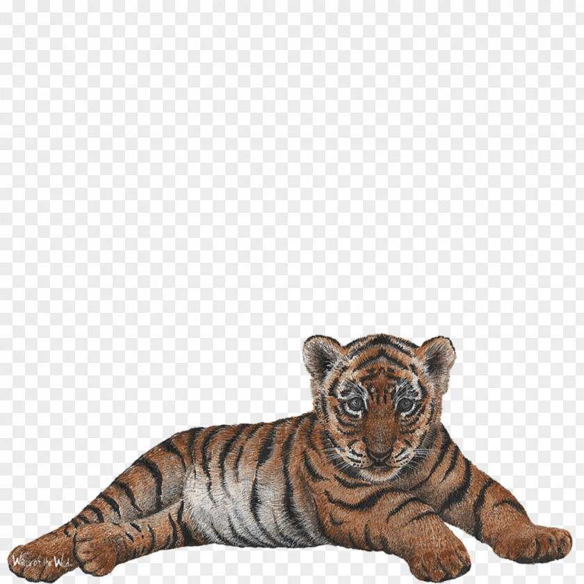 Tiger Cub Wall Decal Sticker PNG