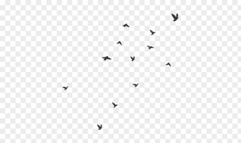Villagers Bird Flight Flock Domestic Pigeon Swallow PNG