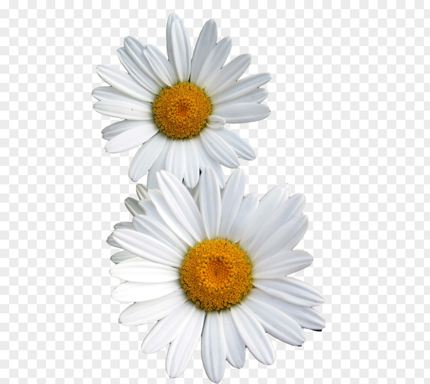 Apple Flowers Common Daisy Flower Oxeye PNG