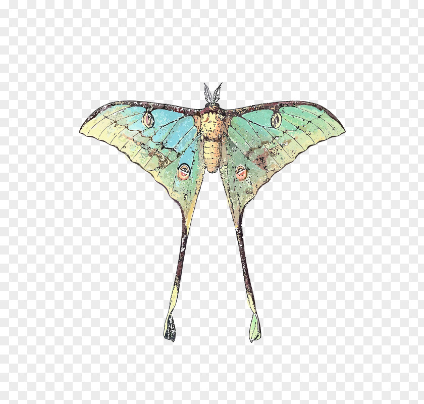 Butterfly Luna Moth Comet Insect PNG