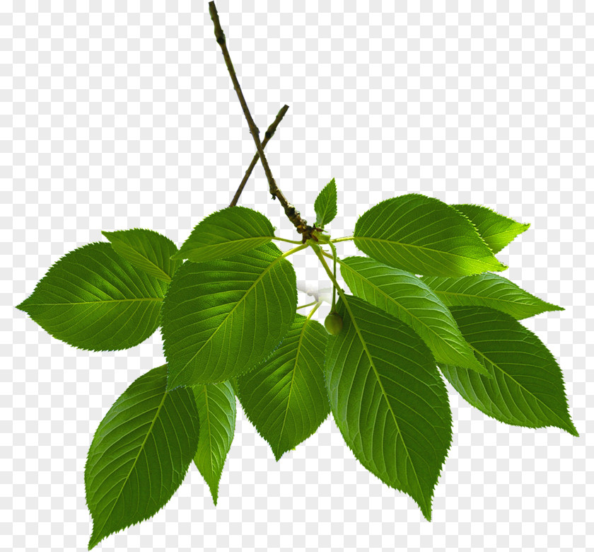 Guava Leaf PNG